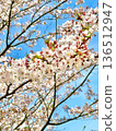 Sky and cherry tree 136512947