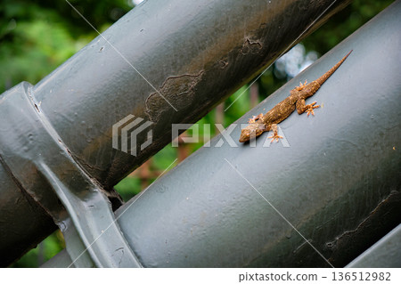 Small lizard on gray metal pipes outdoors 136512982