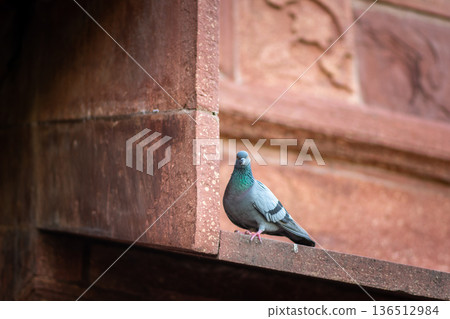 Rock pigeon on red sandstone ledge 136512984