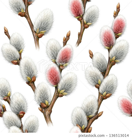 Delicate watercolor illustration of pussy willow 136513014