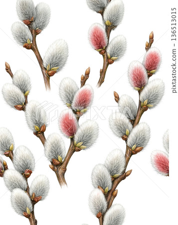 在白色背景下格外醒目的柳枝 136513015