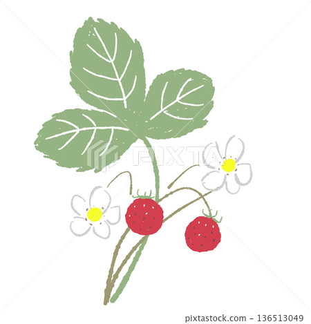 野生草莓枝條的插圖。花朵和果實都很可愛。 野生草莓枝條的插圖。花朵和果實都很可愛。 136513049