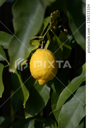 街角檸檬素描照片 136513104