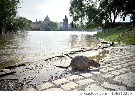 Nutria in Vltava river in Prague, Czech Republic Nutria in Vltava river in Prague, Czech Republic 136513230