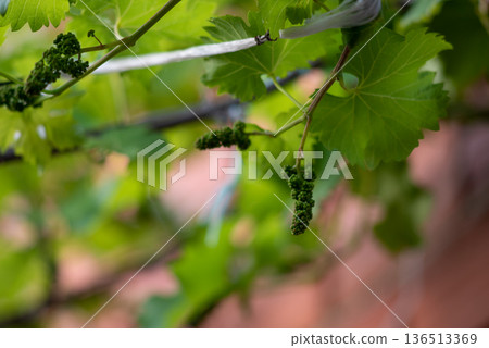 Young grape clusters on vine Young grape clusters on vine 136513369