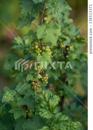 Unripe blackcurrant berries on bush in garden Unripe blackcurrant berries on bush in garden 136513371