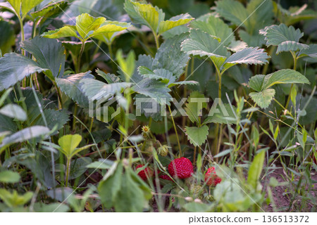 Ripe wild strawberry in garden patch with green leaves Ripe wild strawberry in garden patch with green leaves 136513372