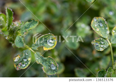 Macro Clover Leaves With Dew Drops After Rain 136513376