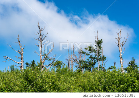 Dead Trees and Blue Sky Landscape Dead Trees and Blue Sky Landscape 136513395