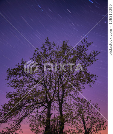 Star Trails Over Tree Silhouette Star Trails Over Tree Silhouette 136513399