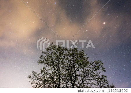 Starry night sky with tree silhouette Starry night sky with tree silhouette 136513402