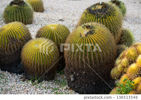 Golden barrel cacti thriving in arid landscape, displaying green and yellow spines with dark bases, adapting to drought conditions in a botanical garden 136513548