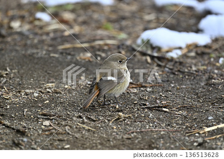 達烏里安知更鳥，雌性，野生鳥類 136513628