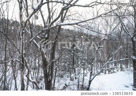白雪皚皚的樹木 白雪皚皚的樹木 136513633