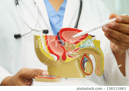 Male reproductive system, Asian doctor holding human anatomy model for study diagnosis and treatment in hospital. Male reproductive system, Asian doctor holding human anatomy model for study diagnosis and treatment in hospital. 136513963