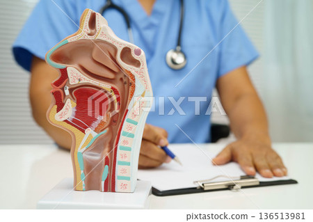 Asian doctor with nasal oral throat cavity neck human anatomy model for study diagnosis and treatment in hospital. Asian doctor with nasal oral throat cavity neck human anatomy model for study diagnosis and treatment in hospital. 136513981