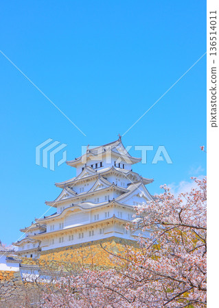 兵庫縣姬路市櫻花盛開和姬路城的景色 136514011