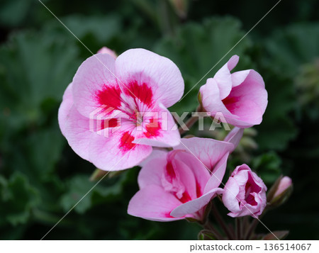 Cute geraniums in the flowerbed 136514067