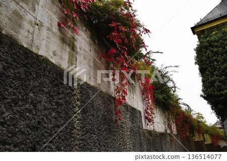 Autumn scenery with red ivy leaves hanging down on a stone wall in Salzburg 136514077
