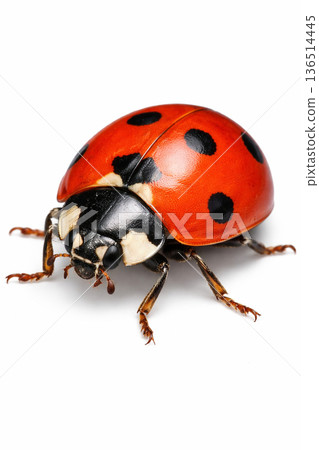 瓢蟲 136514445