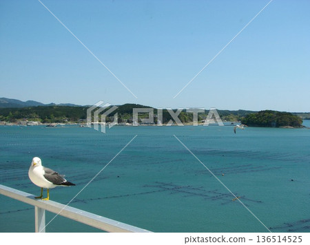 Black-tailed Gulls and Shizugawa Bay 1205 05 136514525