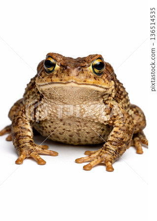 伽瑪青蛙 136514535
