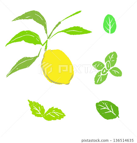 一組檸檬和薄荷枝條的插圖。新鮮的豐收景象。 136514635