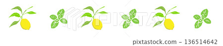 檸檬和薄荷線條裝飾邊框圖案，配上小樹枝，植物腰帶布料 136514642