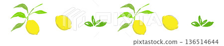 檸檬枝線條裝飾邊框插圖,樹葉狀天然帶狀材料 檸檬枝線條裝飾邊框插圖,樹葉狀天然帶狀材料 136514644