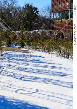 Snow-covered garden paths and winter scenery at Gifu World Rose Garden under a blue sky 136514656