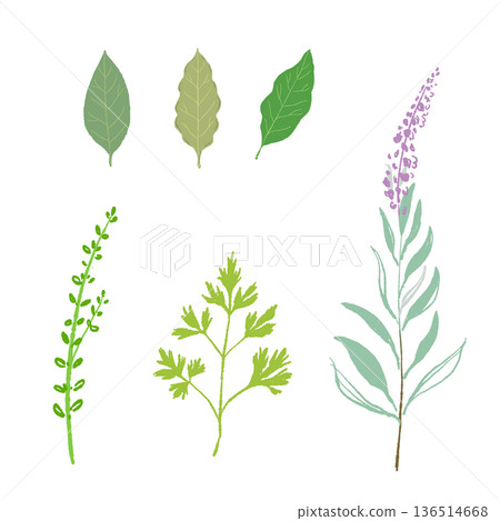 Set illustration of leafy herbs, green materials such as Italian parsley and sage Set illustration of leafy herbs, green materials such as Italian parsley and sage 136514668