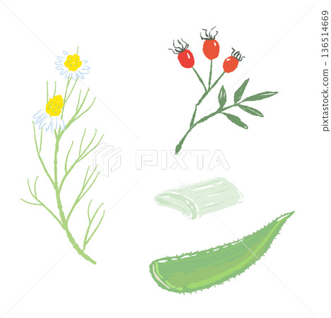 Skin care herb set illustration: aloe, chamomile, rosehip 136514669