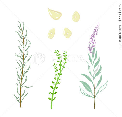 直立式香草組合插圖：迷迭香、薰衣草、百里香 136514670