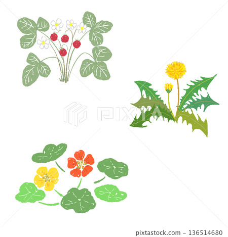 Set illustration of wild plants and berries: wild strawberry, dandelion, nasturtium 136514680