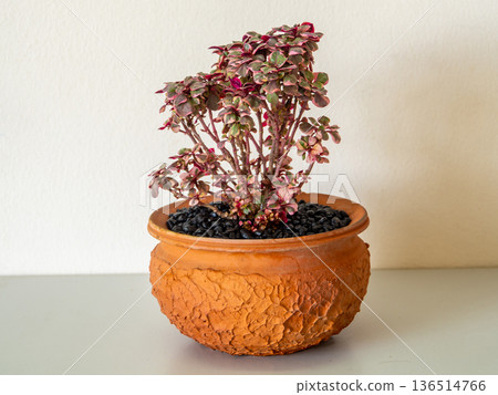 The red leaf of Calico plant in the small ceramic pot 136514766