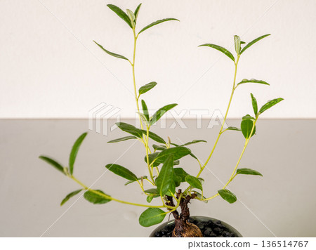 The plump trunk of Decaschistia parviflora Kurz in the small ceramic pot 136514767