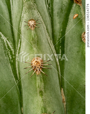 Round and fluffy around the sharp thorns on the cactus 136514774
