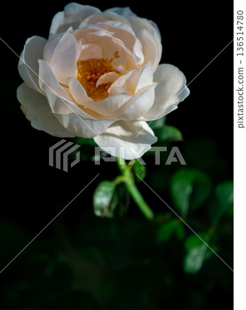 Shape and colors of roses that bloom in the garden Shape and colors of roses that bloom in the garden 136514780