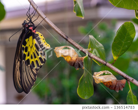A golden birdwing butterfly has just emerged from her chrysalis A golden birdwing butterfly has just emerged from her chrysalis 136514783
