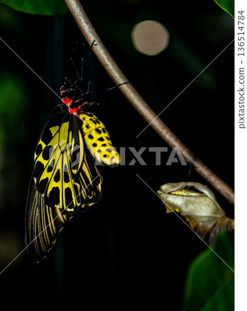 A golden birdwing butterfly has just emerged from her chrysalis A golden birdwing butterfly has just emerged from her chrysalis 136514784