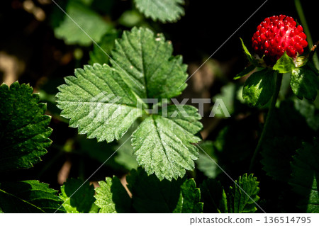 The Mock Strawberry plant for ground cover in the garden The Mock Strawberry plant for ground cover in the garden 136514795