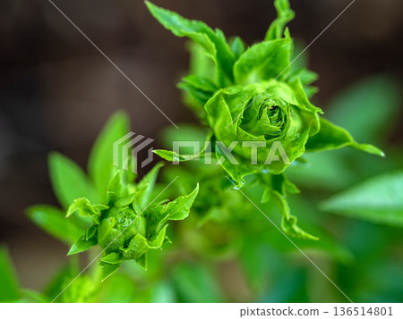 Shape and colors of Princess Midori roses that begin to bloom Shape and colors of Princess Midori roses that begin to bloom 136514801
