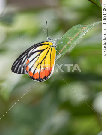 A Painted Jezebel in the garden A Painted Jezebel in the garden 136514806