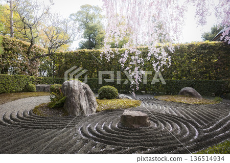 京都泰藏院、妙心寺的花園和垂枝櫻花 136514934