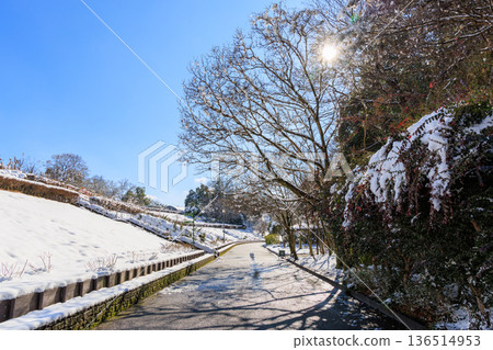 A snowy garden path surrounded by blue skies and sunlight: Winter scenery at Gifu World Rose Garden 136514953