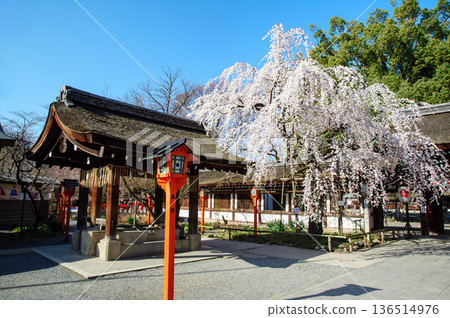 Cherry blossoms in Kyoto Hirano Shrine, Sakigake Sakura in full bloom Cherry blossoms in Kyoto Hirano Shrine, Sakigake Sakura in full bloom 136514976