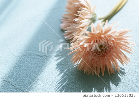 兩朵粉紅非洲菊,淺藍背景,春花在光影中綻放。 兩朵粉紅非洲菊,淺藍背景,春花在光影中綻放。 136515023