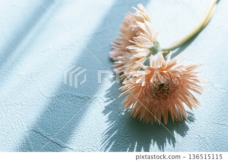 淺藍色牆面上兩朵粉紅非洲菊,光影交錯,背景空白。 淺藍色牆面上兩朵粉紅非洲菊,光影交錯,背景空白。 136515115