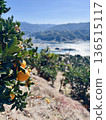 Harvest time has come to Ehime's mandarin orange fields 136515117