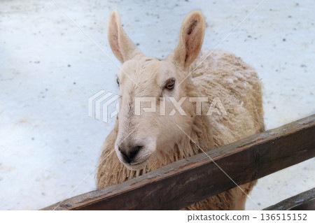 Sheep is standing on white background. Lamb and ewe farm in winter day. Domestic farmland. Sheep is standing on white background. Lamb and ewe farm in winter day. Domestic farmland. 136515152